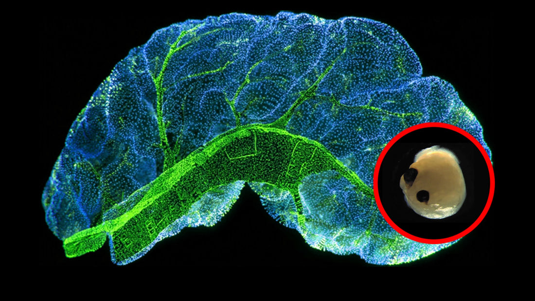 LAB GROWN HUMAN BRAIN CELL IN PETRI DISH THAT CREATES MUSIC SPARKS MAJOR LABEL BIDDING WAR